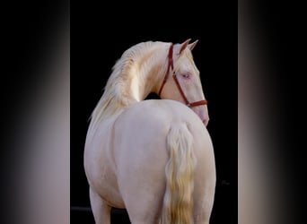 PRE, Étalon, 3 Ans, 170 cm, Cremello