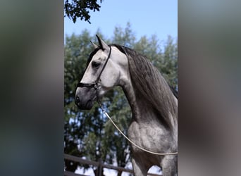 PRE, Étalon, 7 Ans, 169 cm, Gris