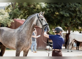 PRE, Étalon, 5 Ans, Gris