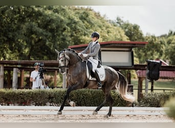 PRE, Étalon, 5 Ans, Gris