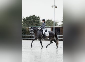 PRE, Étalon, 5 Ans, Gris