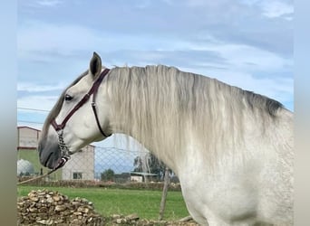 PRE, Étalon, 8 Ans, 172 cm, Gris moucheté