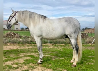 PRE, Étalon, 8 Ans, 172 cm, Gris moucheté