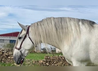 PRE, Étalon, 8 Ans, 172 cm, Gris moucheté