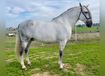 PRE, Étalon, 8 Ans, 172 cm, Gris moucheté