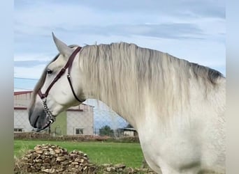 PRE, Étalon, 8 Ans, 172 cm, Gris moucheté