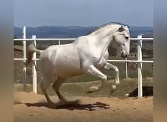 PRE, Étalon, 12 Ans, 170 cm, Gris moucheté