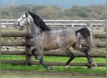 PRE Croisé, Étalon, 17 Ans, 168 cm, Gris pommelé