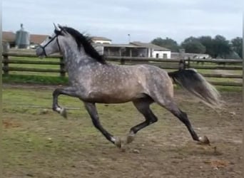 PRE Croisé, Étalon, 17 Ans, 168 cm, Gris pommelé
