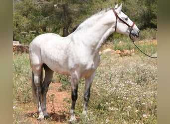 PRE Croisé, Étalon, 17 Ans, 168 cm, Gris pommelé