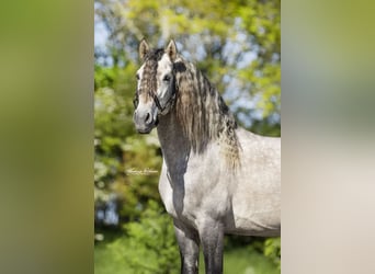 PRE, Étalon, 6 Ans, 170 cm, Gris pommelé