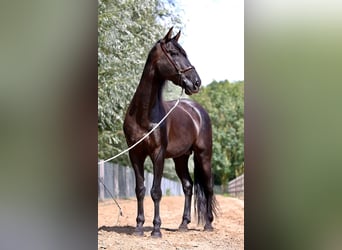 PRE, Étalon, 12 Ans, 170 cm, Noir