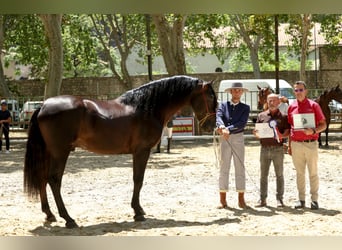 PRE, Étalon, 6 Ans, 172 cm, Noir