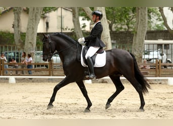 PRE, Étalon, 6 Ans, 172 cm, Noir