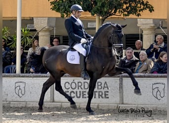 PRE, Étalon, 9 Ans, 177 cm, Noir