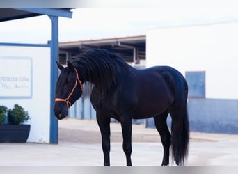 PRE, Étalon, 9 Ans, 172 cm, Noir