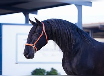 PRE, Étalon, 9 Ans, 172 cm, Noir