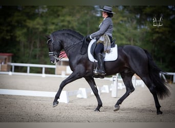 PRE, Étalon, 11 Ans, 166 cm, Noir