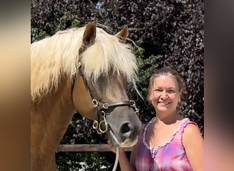 PRE, Étalon, 9 Ans, 160 cm, Palomino