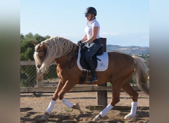 PRE, Étalon, 12 Ans, 160 cm, Palomino