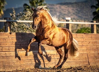 PRE, Étalon, 7 Ans, 164 cm, Palomino