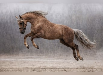 PRE, Étalon, 8 Ans, 164 cm, Palomino