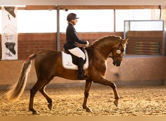 PRE, Étalon, 7 Ans, 164 cm, Palomino