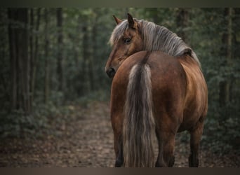 PRE, Étalon, 8 Ans, 164 cm, Palomino