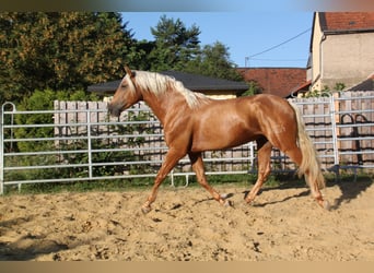 PRE, Étalon, 4 Ans, 164 cm, Palomino