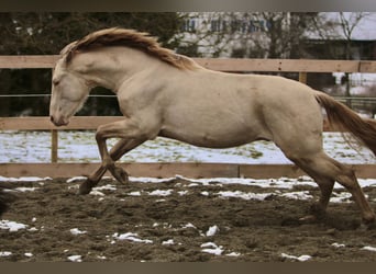 PRE, Étalon, 4 Ans, 165 cm, Perle