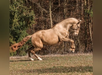 PRE, Étalon, 6 Ans, 165 cm, Perle