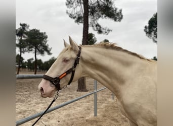 PRE, Étalon, 4 Ans, 174 cm, Perlino