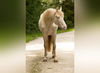 PRE, Étalon, 8 Ans, 158 cm, Perlino