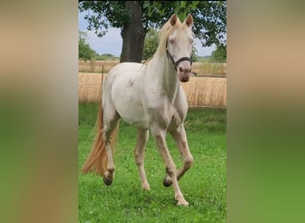 PRE, Étalon, 14 Ans, 152 cm, Perlino