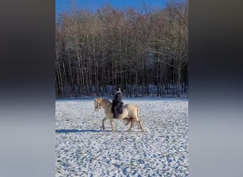 PRE, Étalon, 14 Ans, 152 cm, Perlino