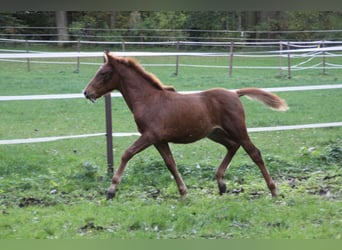 PRE, Étalon, Poulain (07/2023), 157 cm, Alezan