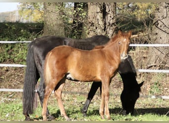 PRE, Étalon, Poulain (07/2023), 157 cm, Alezan