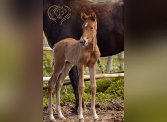 PRE, Étalon, Poulain (04/2024), 160 cm, Alezan brûlé