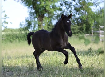 PRE, Étalon, Poulain (04/2026), 160 cm, Bai