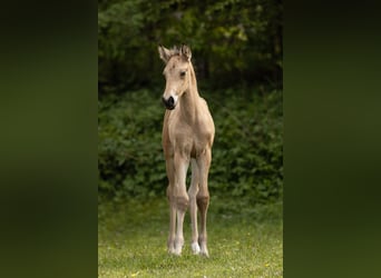 PRE, Étalon, Poulain (04/2026), 160 cm, Buckskin