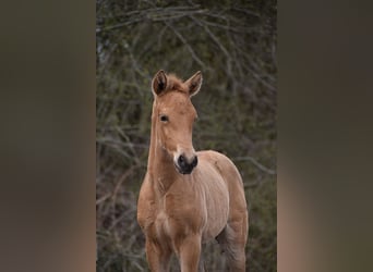 PRE, Étalon, Poulain (03/2026), 162 cm, Buckskin