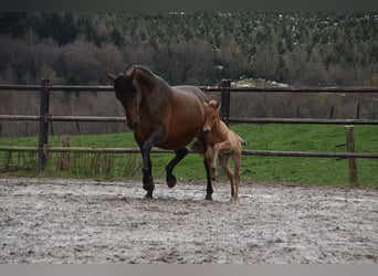 PRE, Étalon, Poulain (03/2026), 162 cm, Buckskin