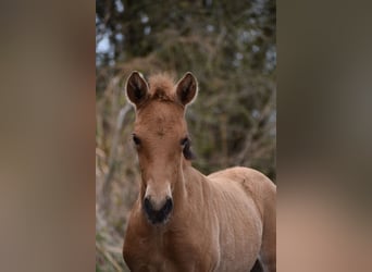 PRE, Étalon, Poulain (03/2026), 162 cm, Buckskin