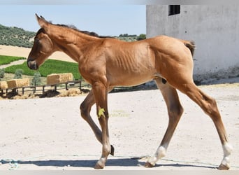 PRE, Étalon, Poulain (05/2026), 162 cm