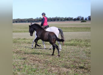 PRE, Étalon, Poulain (05/2025), 163 cm, Gris