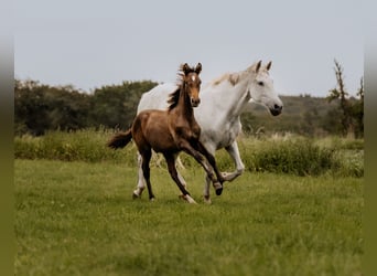 PRE, Étalon, Poulain (04/2023), 163 cm, Peut devenir gris