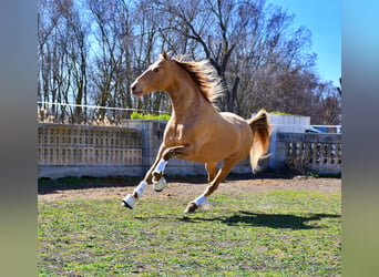 PRE, Étalon, Poulain (05/2024), 164 cm, Bai