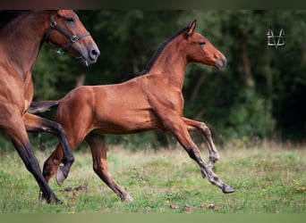 PRE, Étalon, Poulain (05/2024), 164 cm, Bai