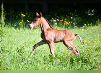 PRE, Étalon, Poulain (05/2024), 164 cm, Bai