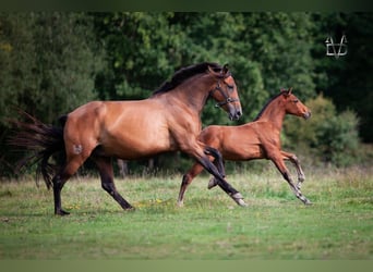 PRE, Étalon, Poulain (05/2024), 164 cm, Bai